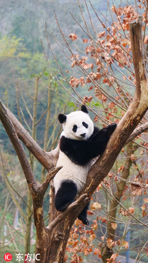 大熊猫遥远图片