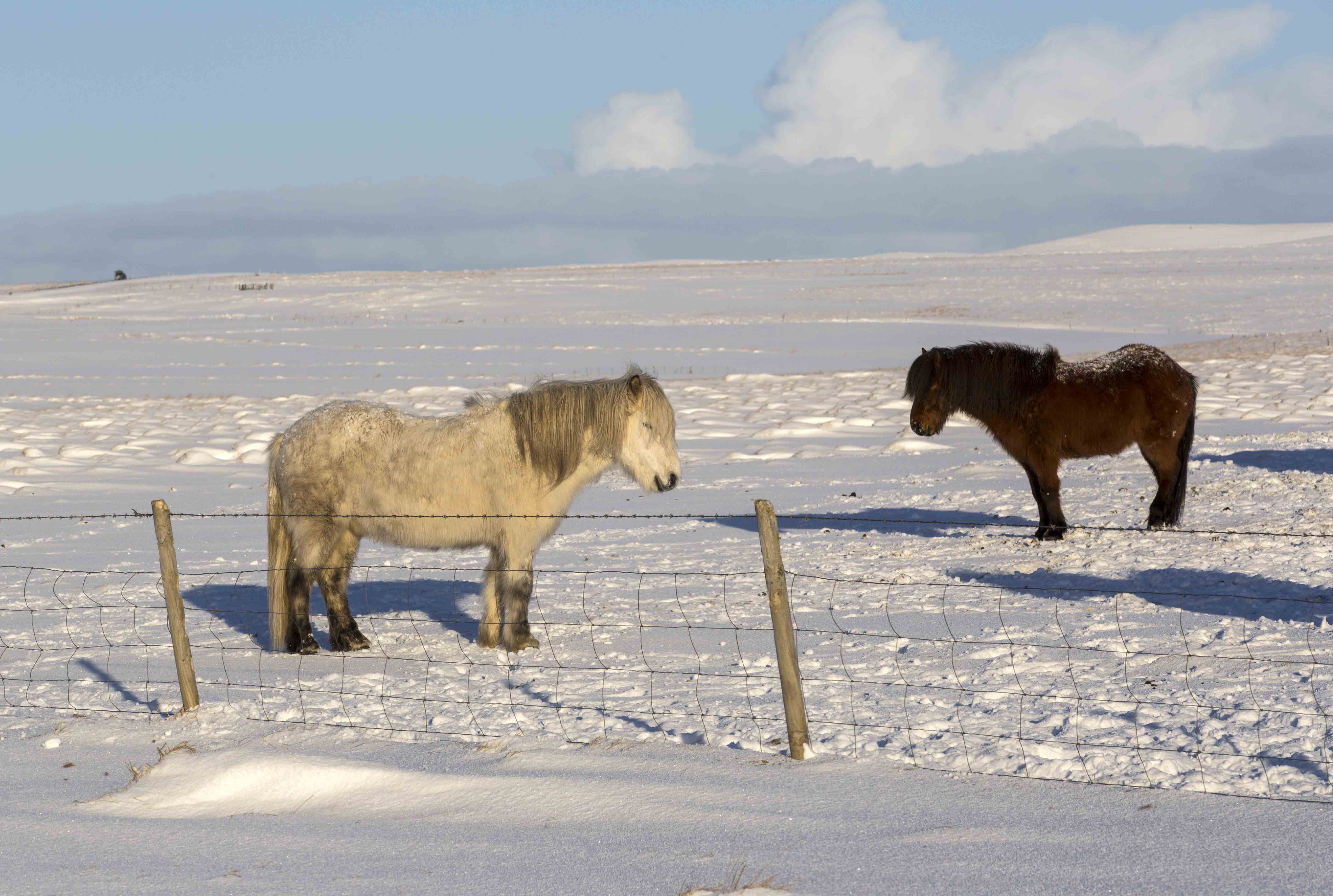 冰岛小矮马图片