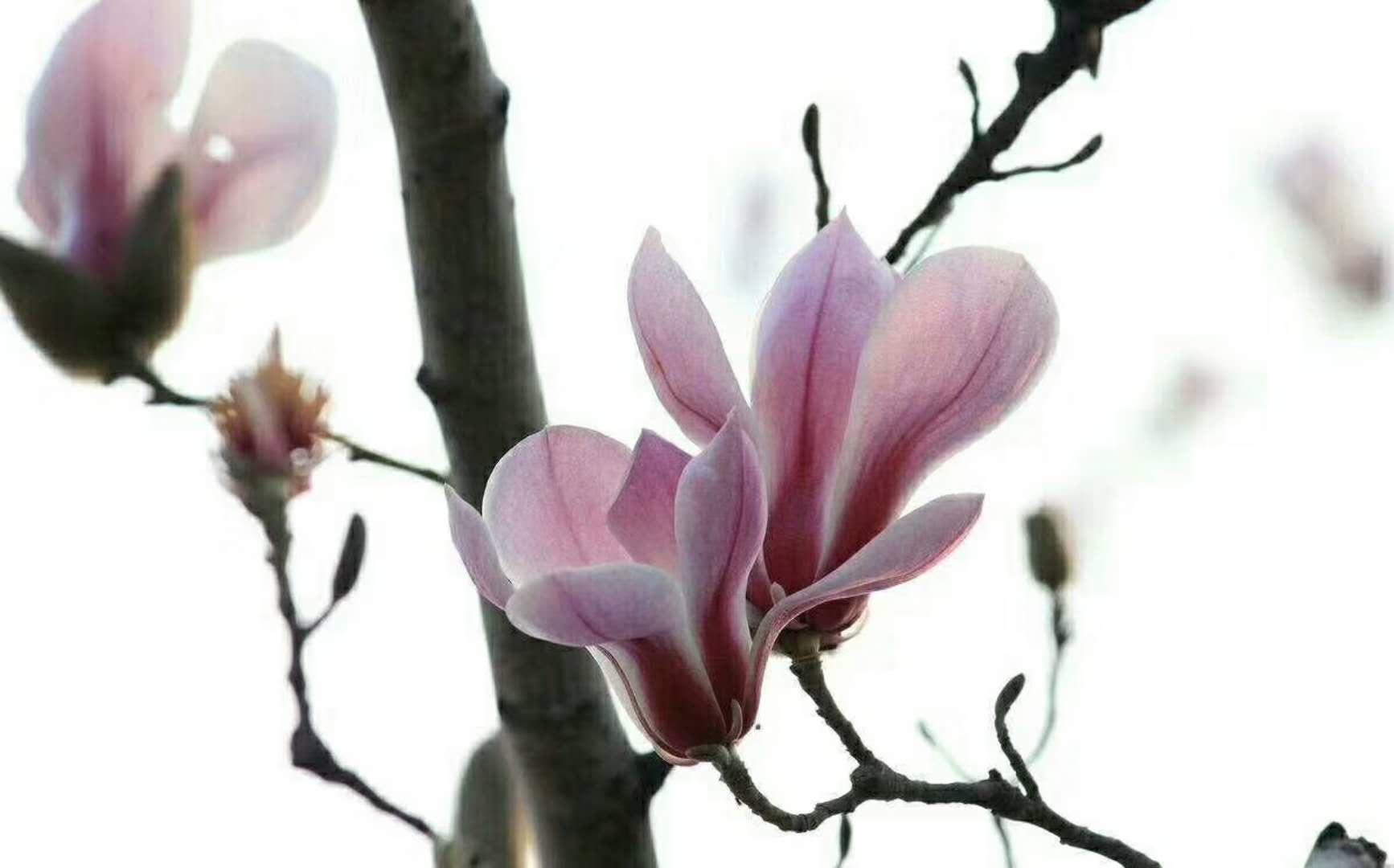 簲
