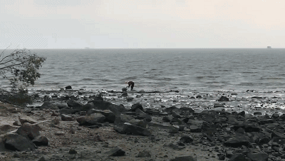 3.gif