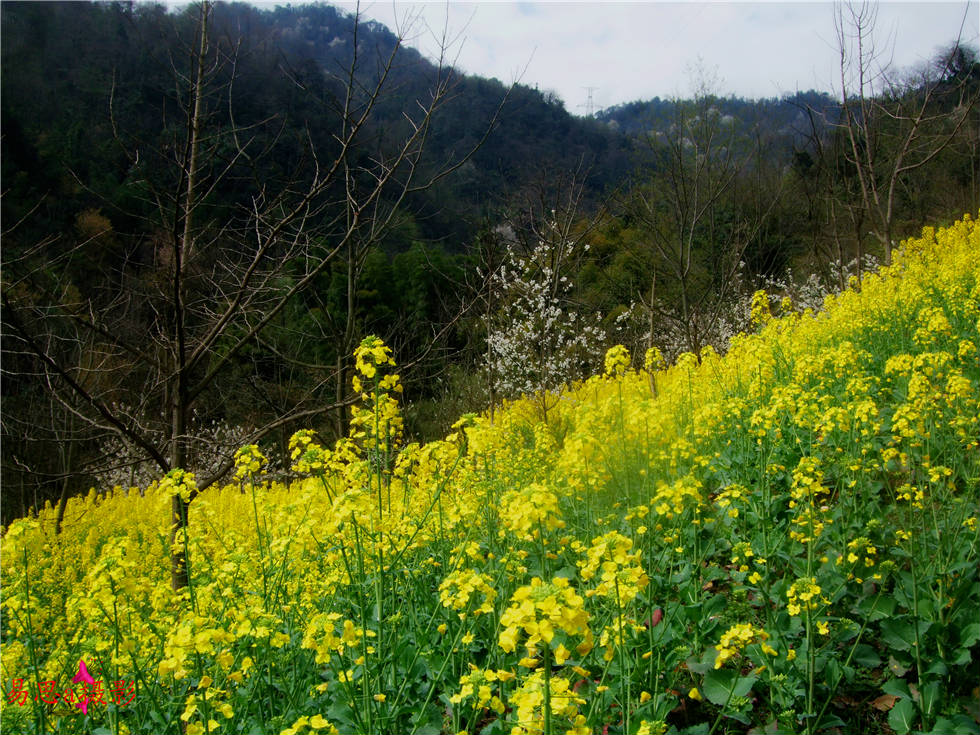 2018-3-7山坡走走 001.jpg