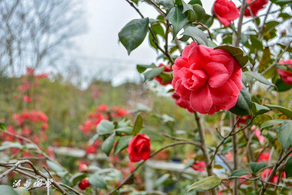 DSC_5018.jpg