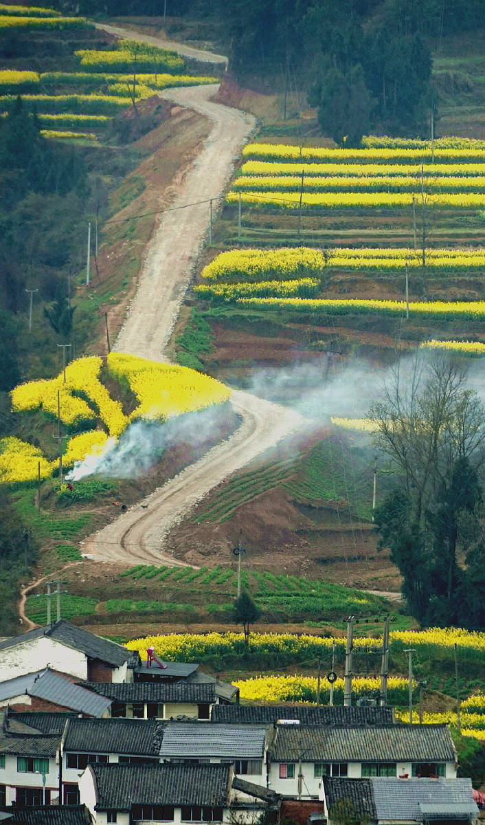 巴灵台油菜花.jpg