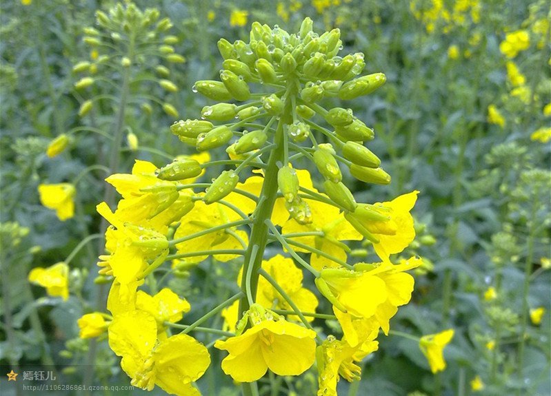 油菜花特