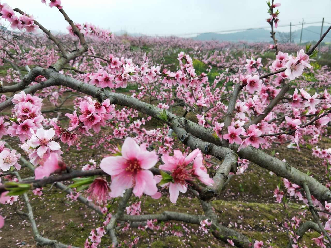 西充桃花节具体位置图片