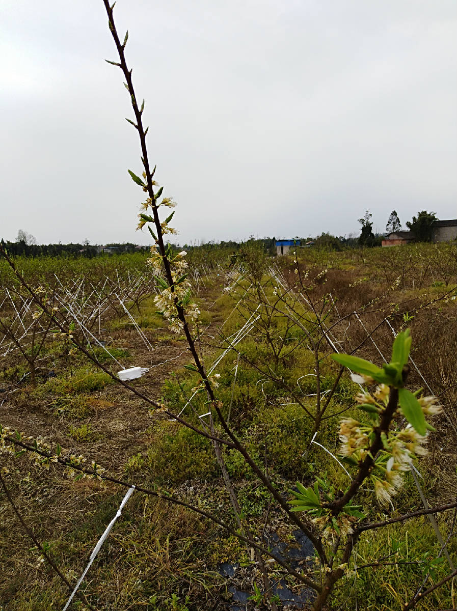 花期已过的李.jpg