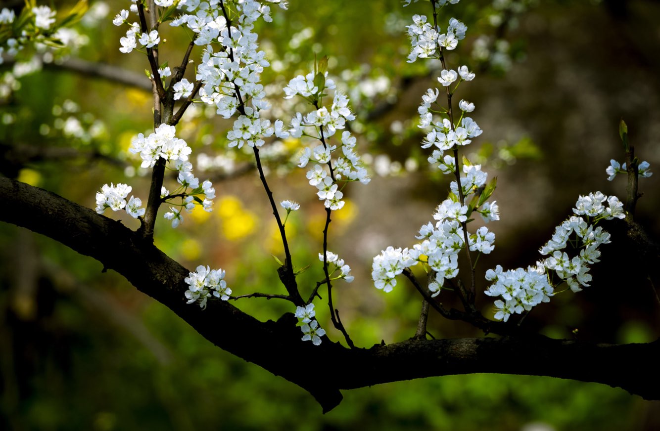 一番桃李花开尽,惟有青青草色齐
