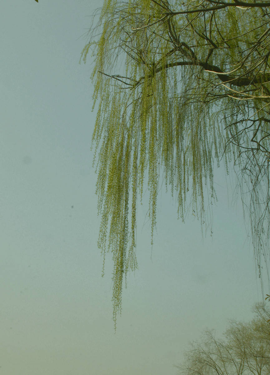 _BBB9920_副本.jpg