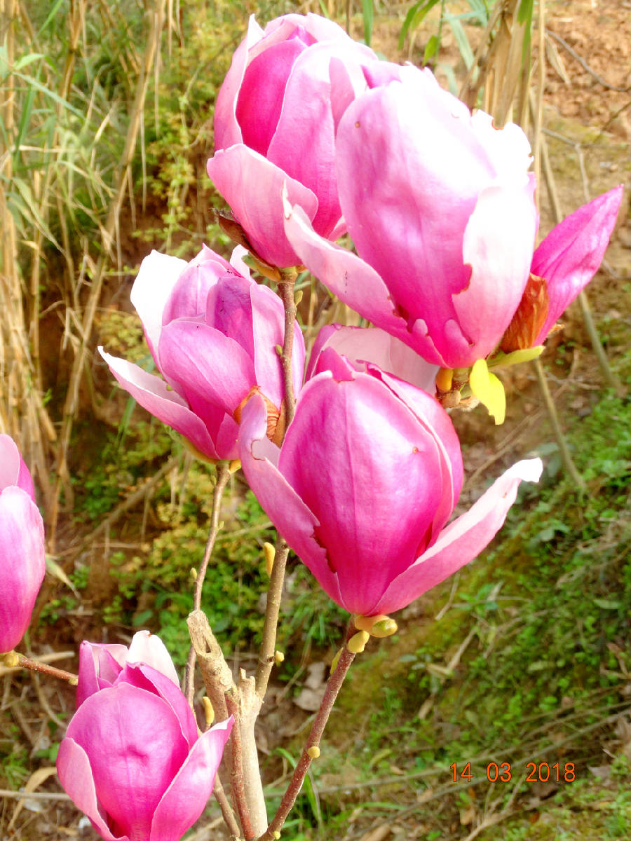DSC00208.JPG