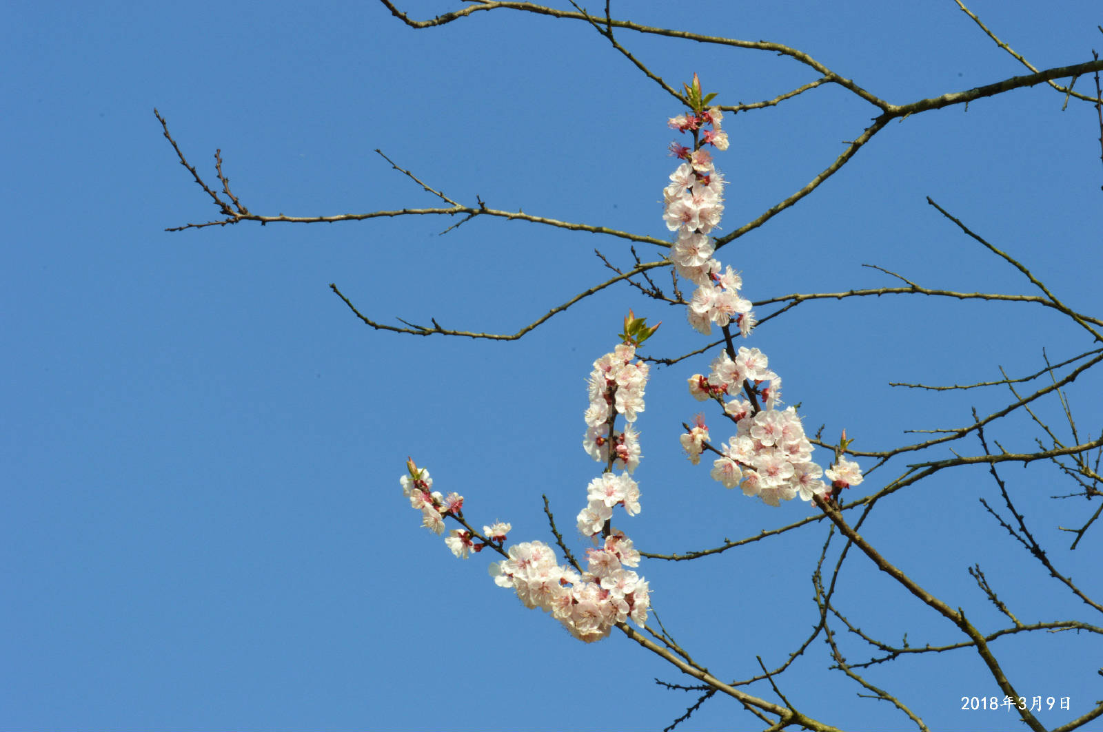 DSC_0009.JPG