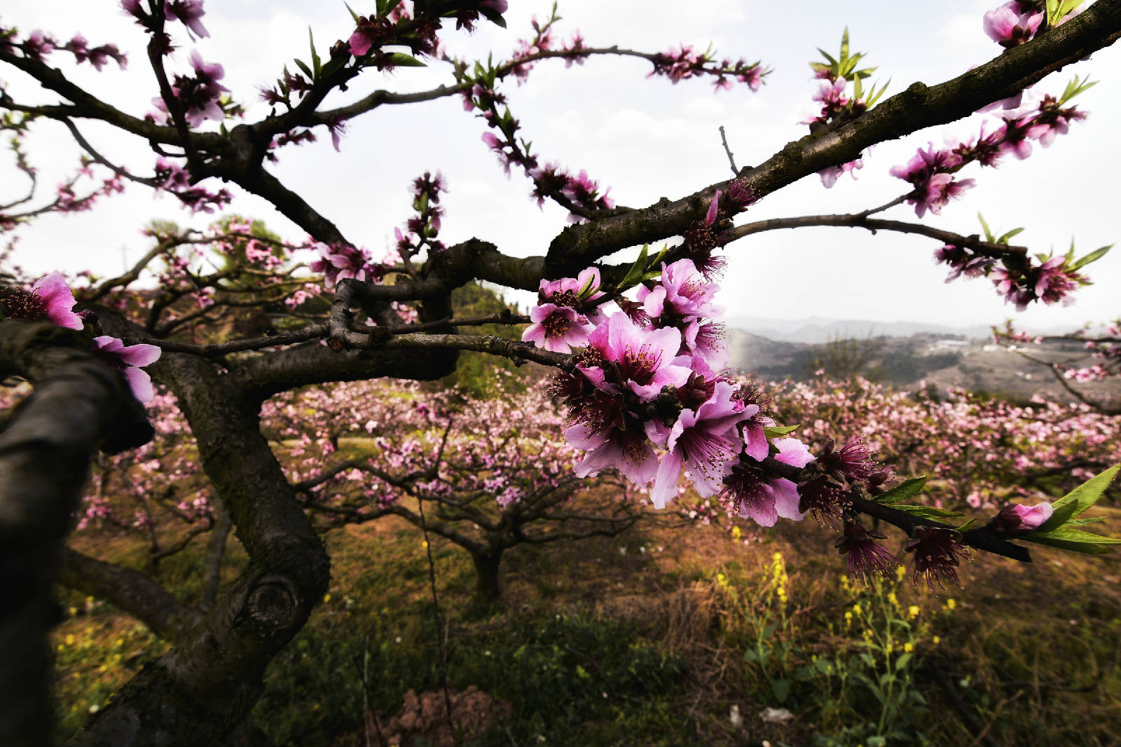 _DSC6456_副本-01.jpeg