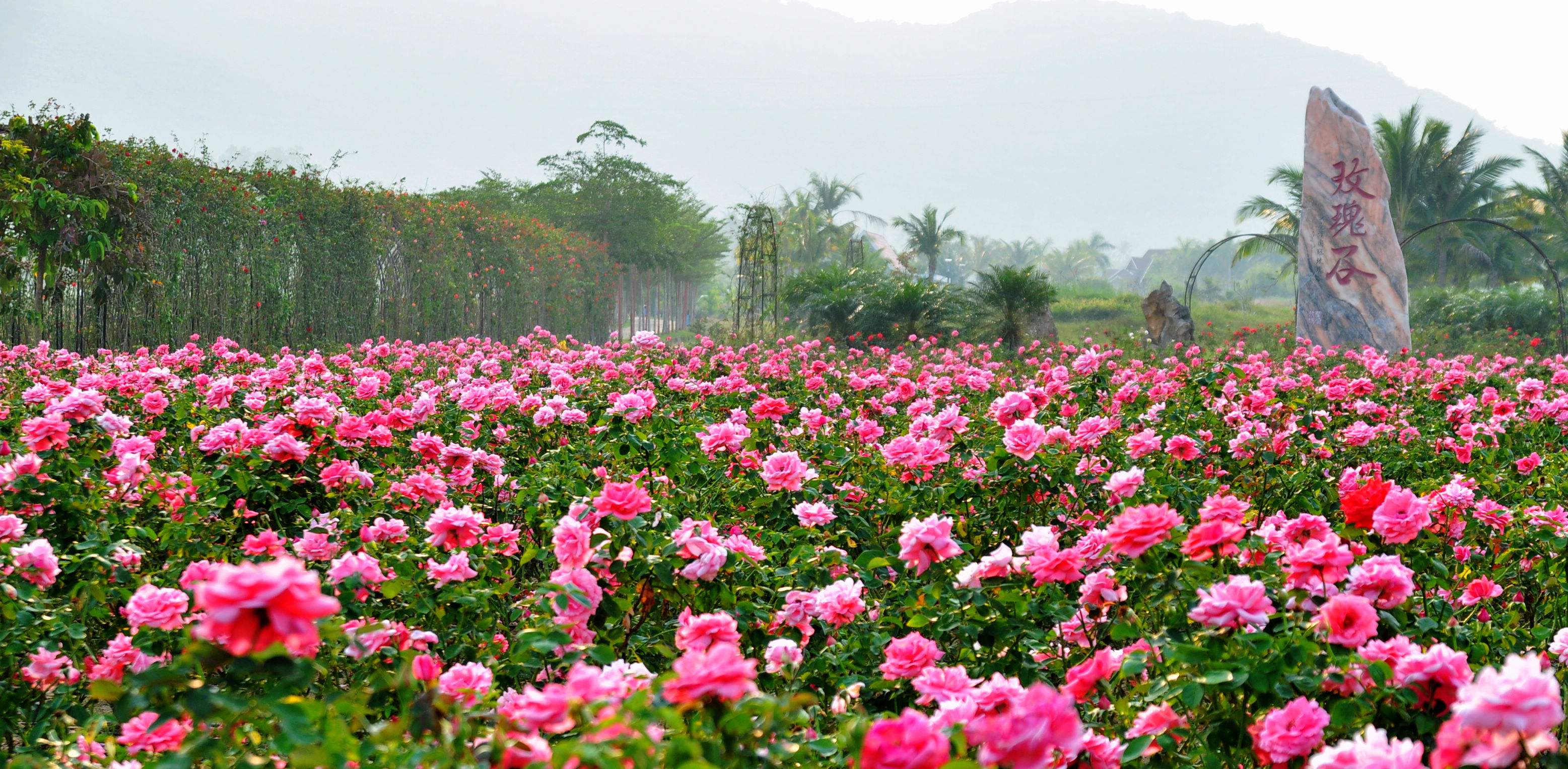南阳玫瑰谷自然风景区图片