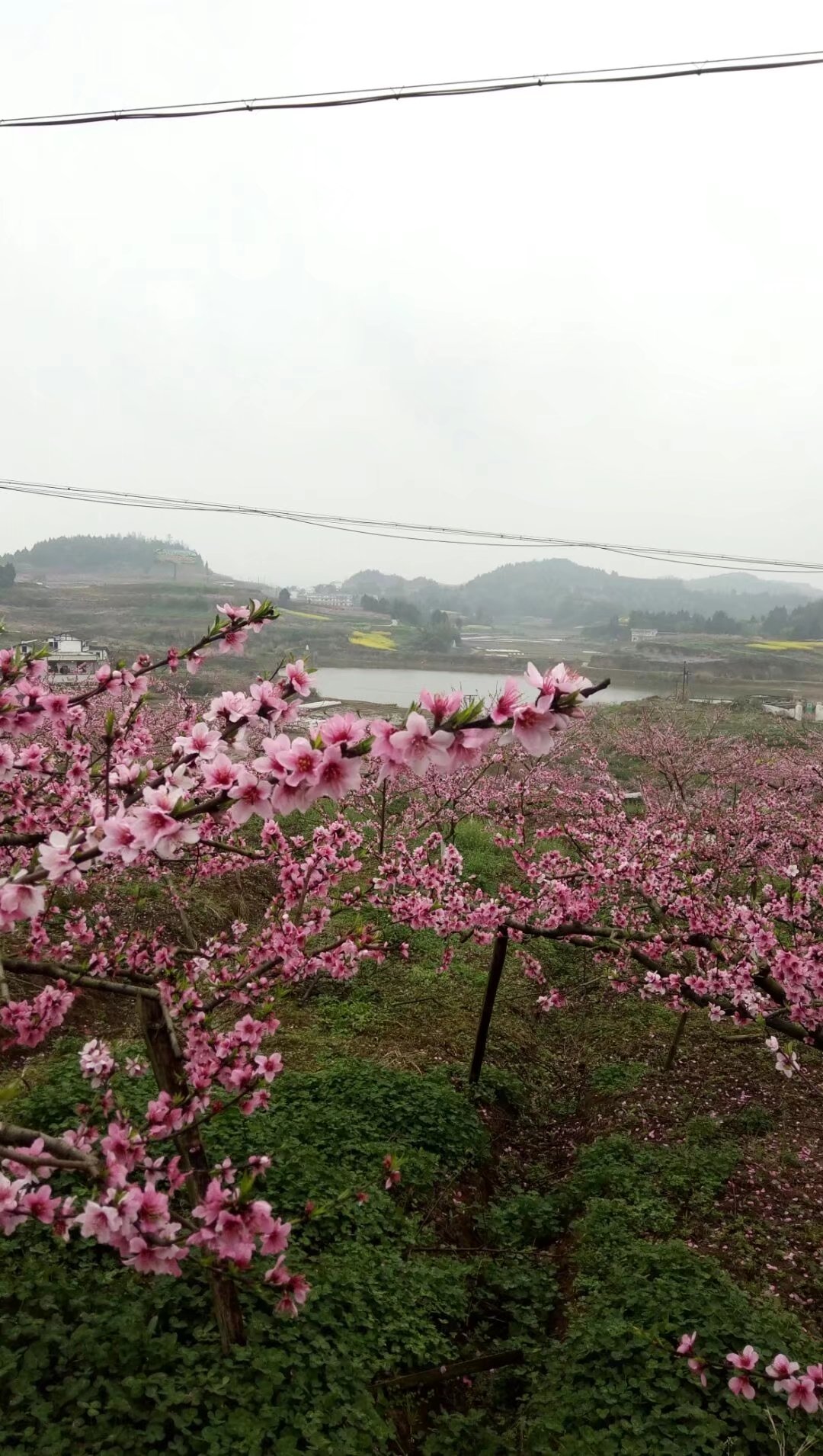 西充桃花图片