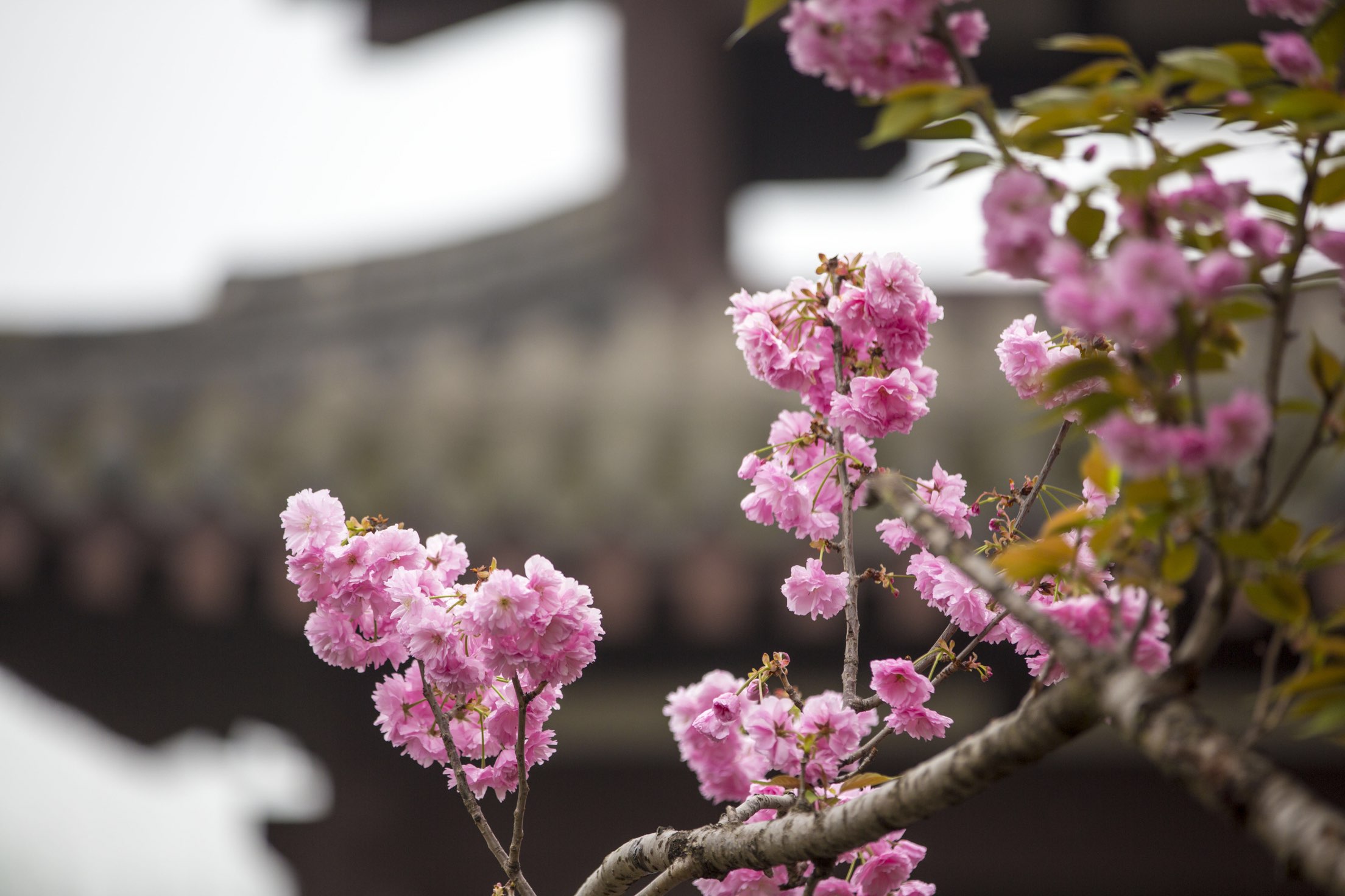 成都青白江樱花节开幕了免门票哦