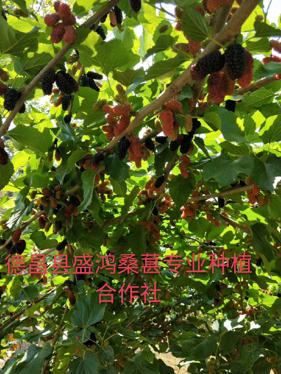 mmexport1521710515550.jpg