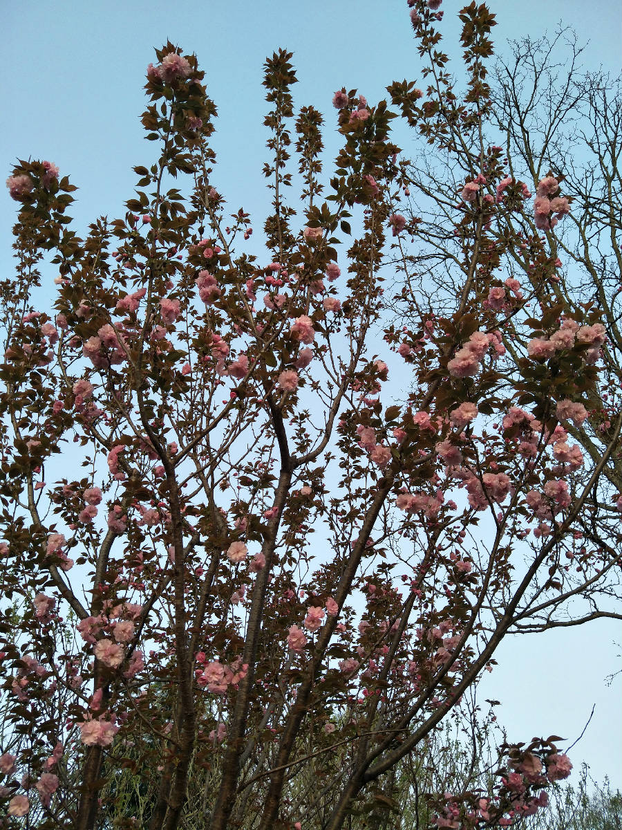 IMG20180322073559.jpg