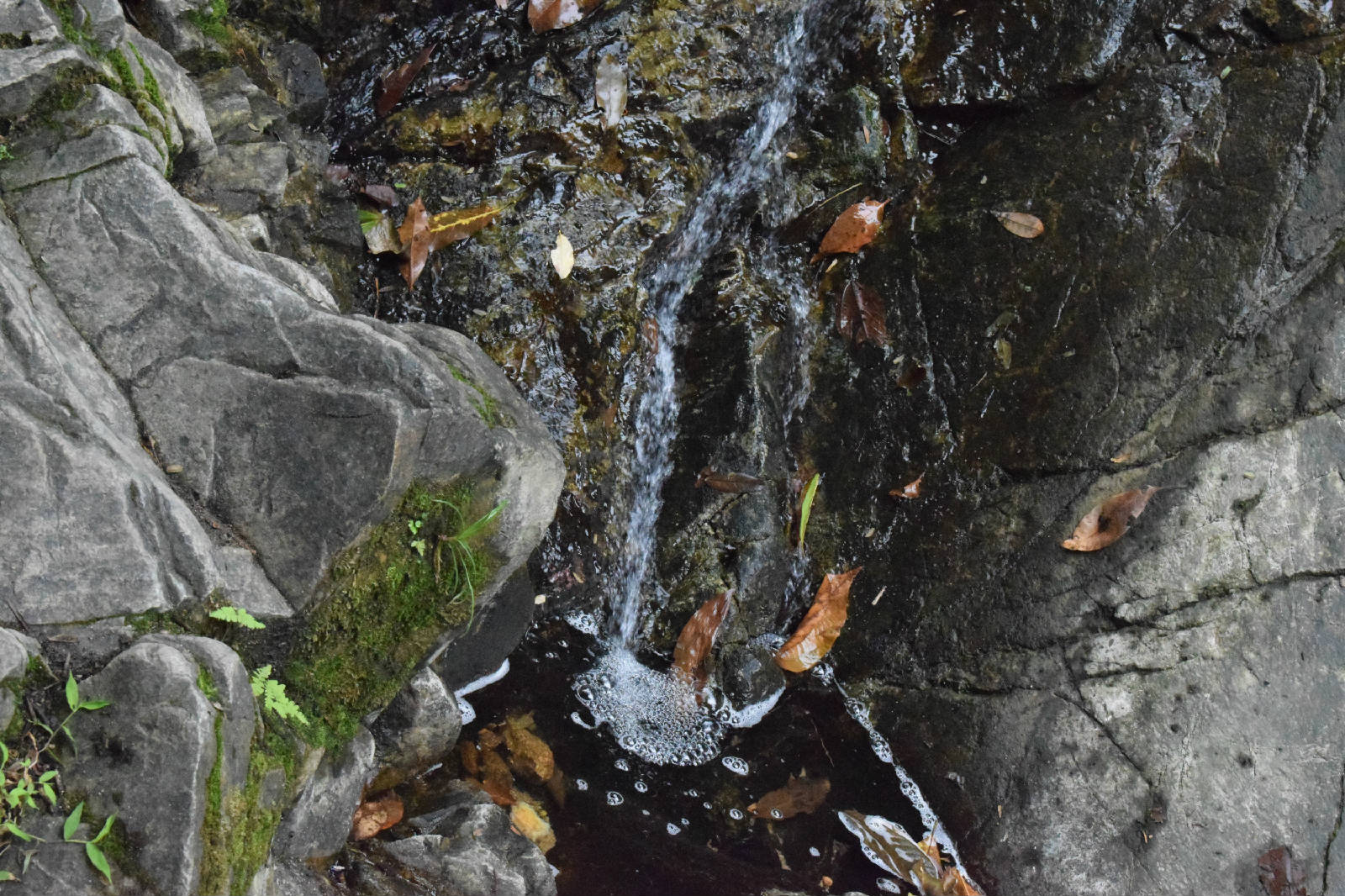 DSC_1086.JPG