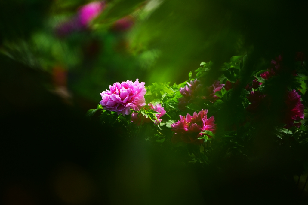 DSC_8150.jpg