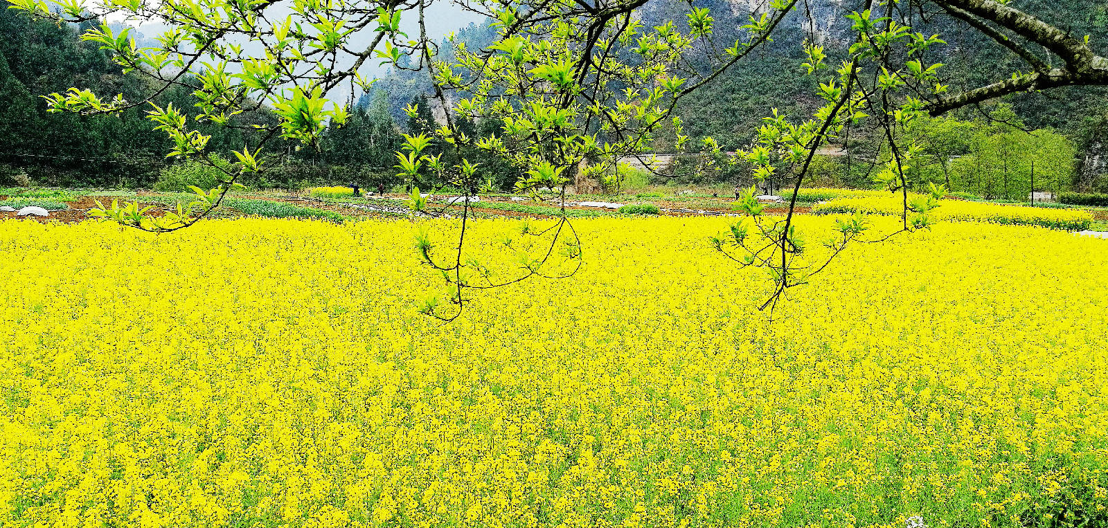 玉皇坝油菜花