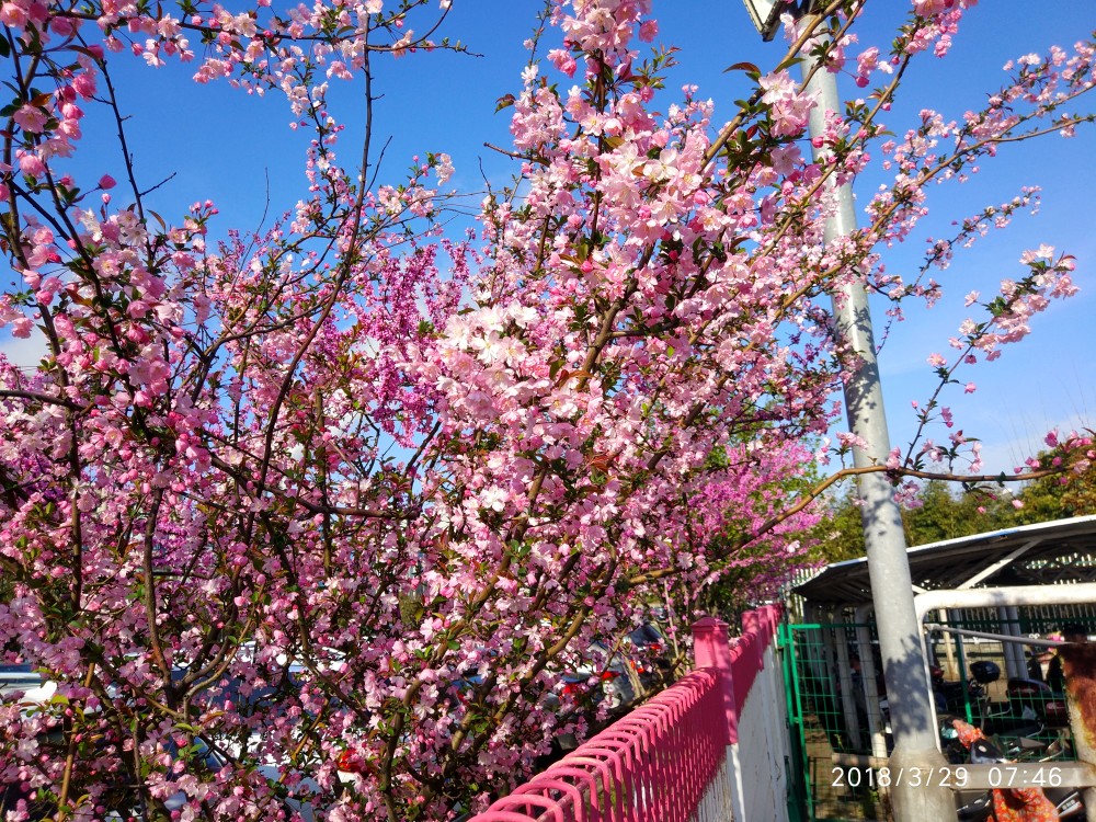 IMG_20180329_074628_HDR.jpg