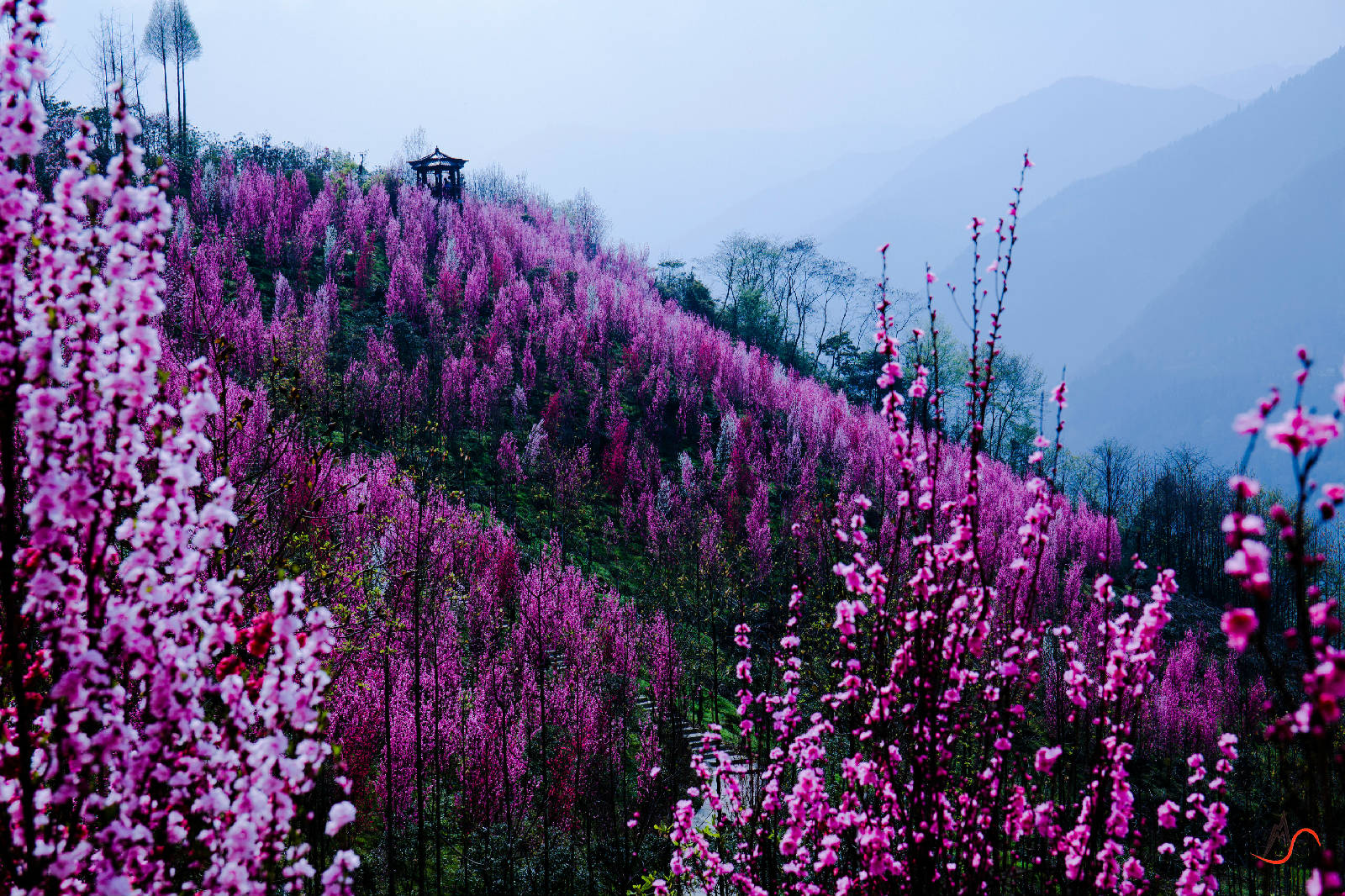 都江堰虹口花谷景区图片