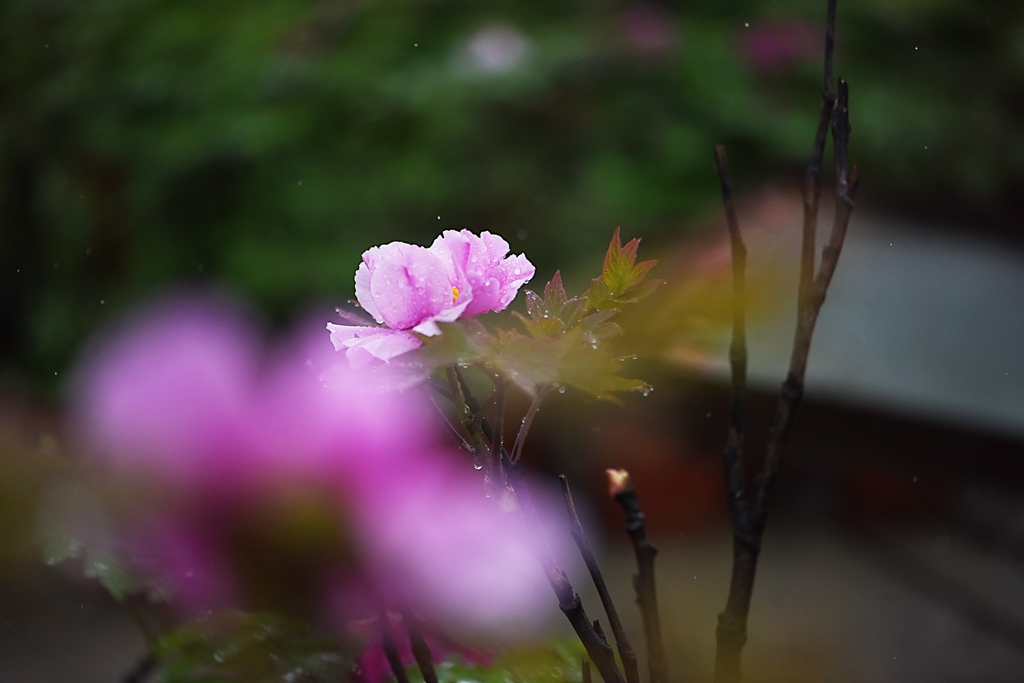 DSC_9880.jpg