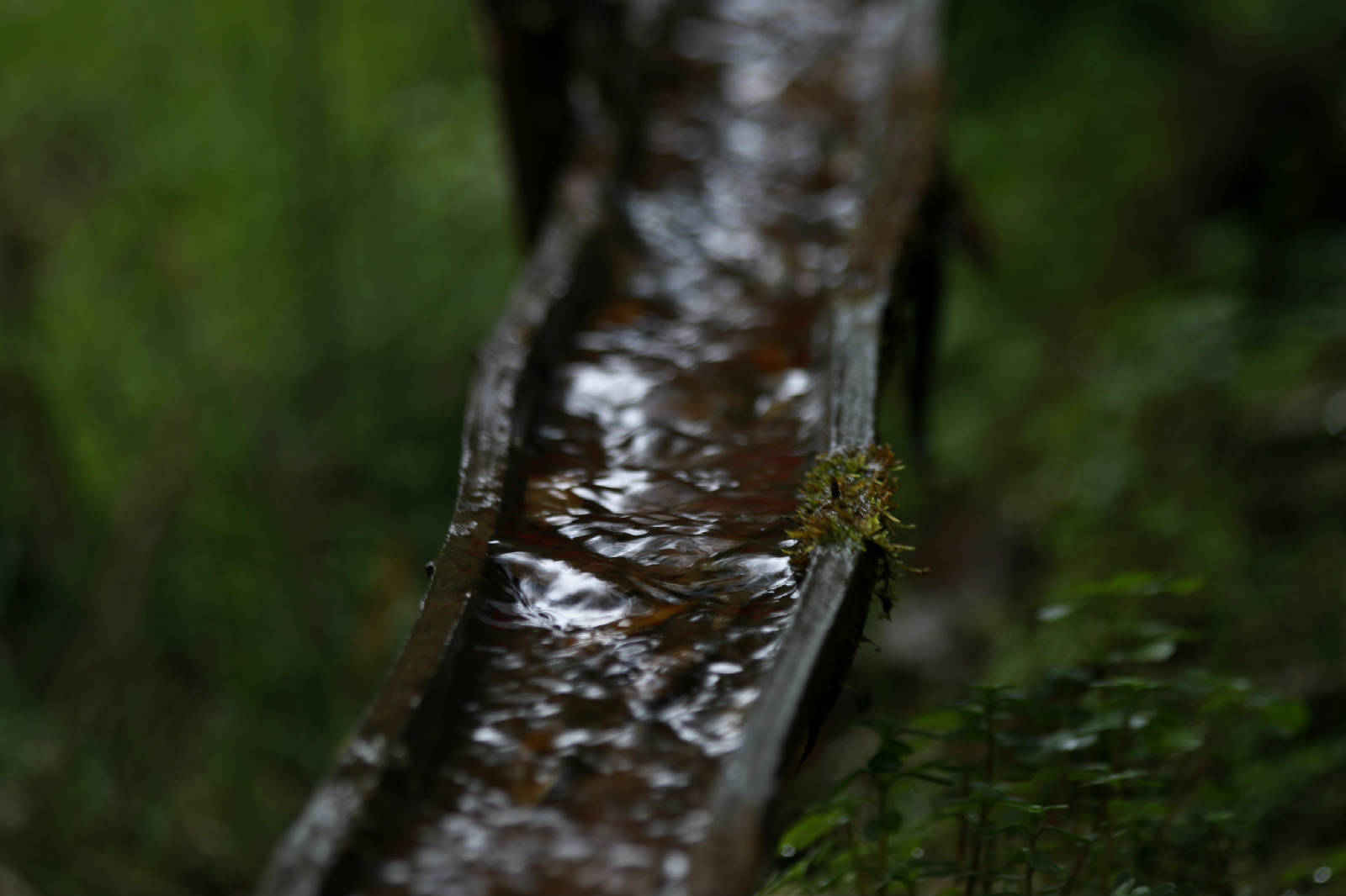 _MG_7687.JPG
