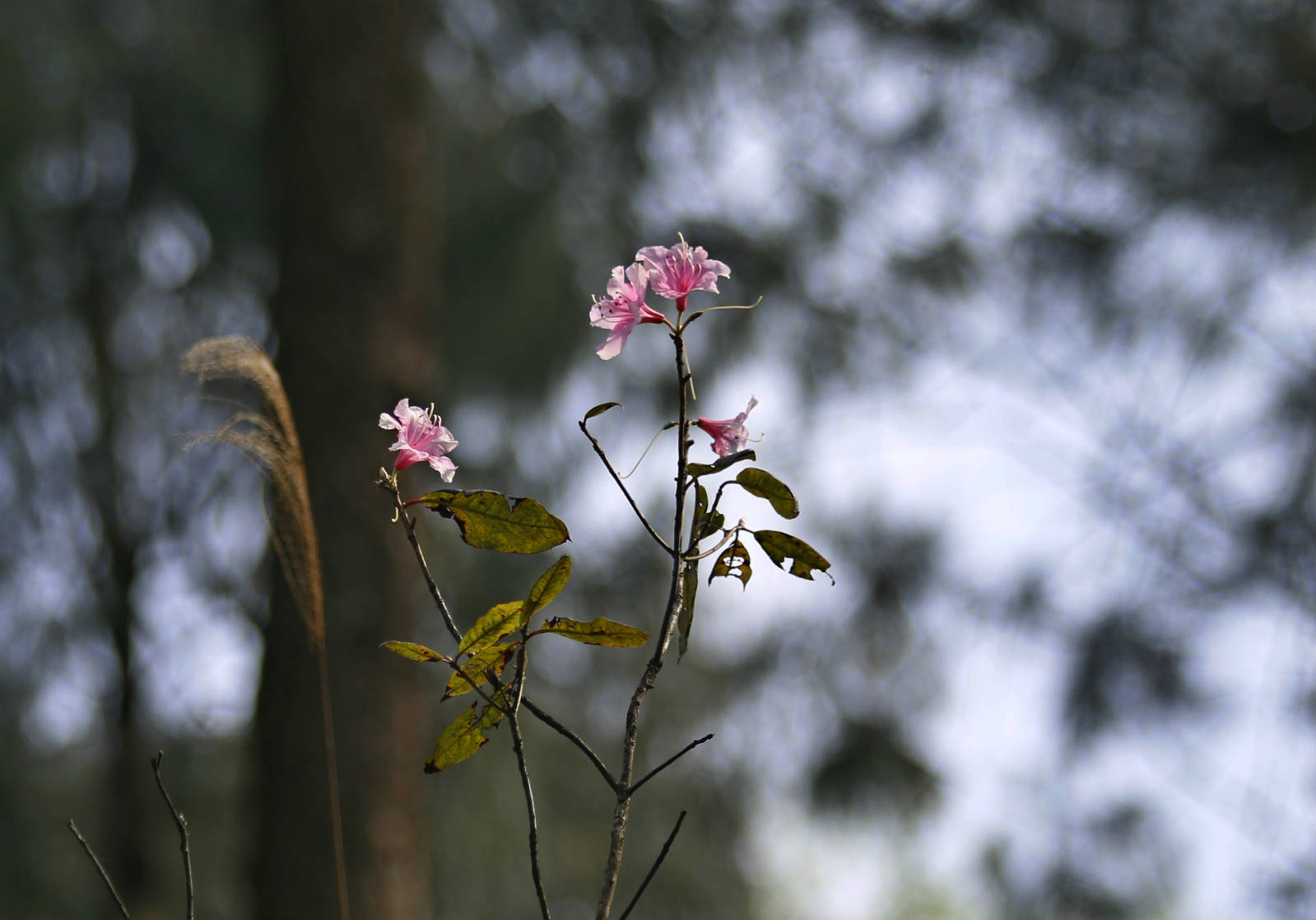 _MG_8211.JPG
