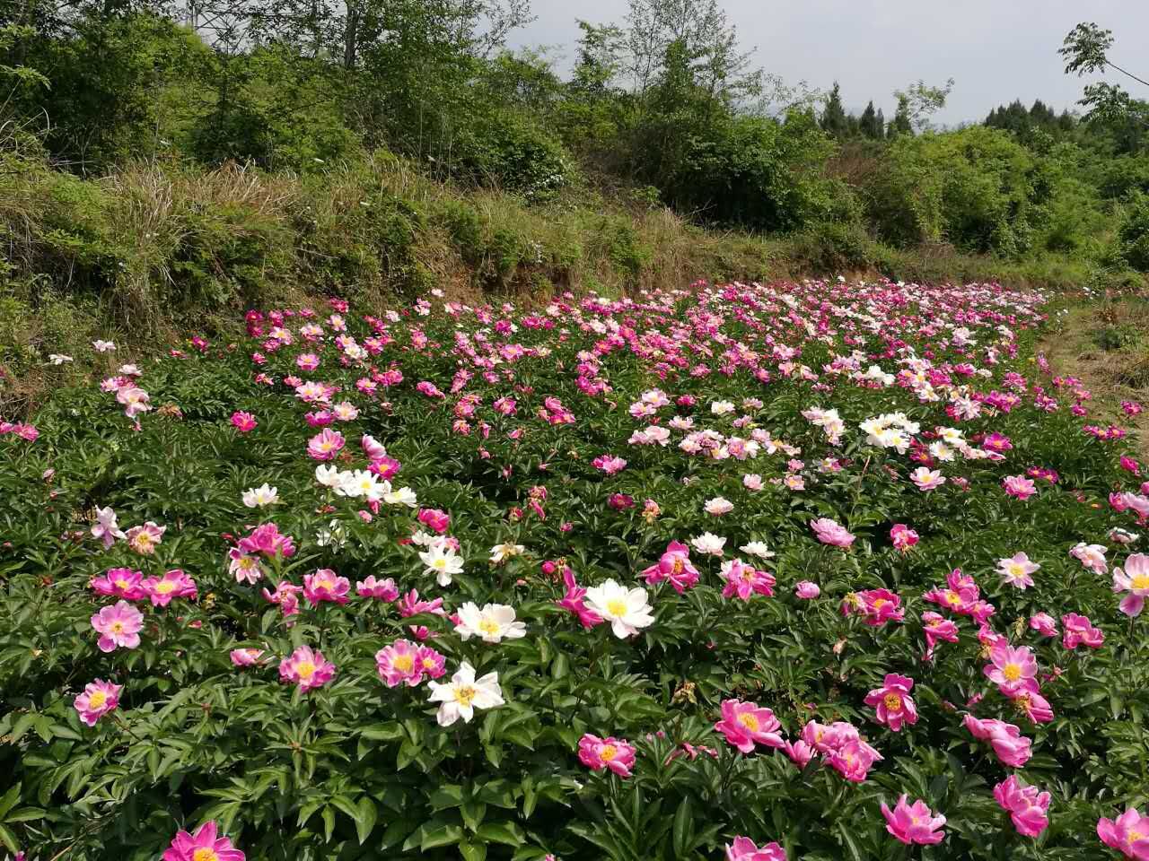 江油看花的景点推荐图片