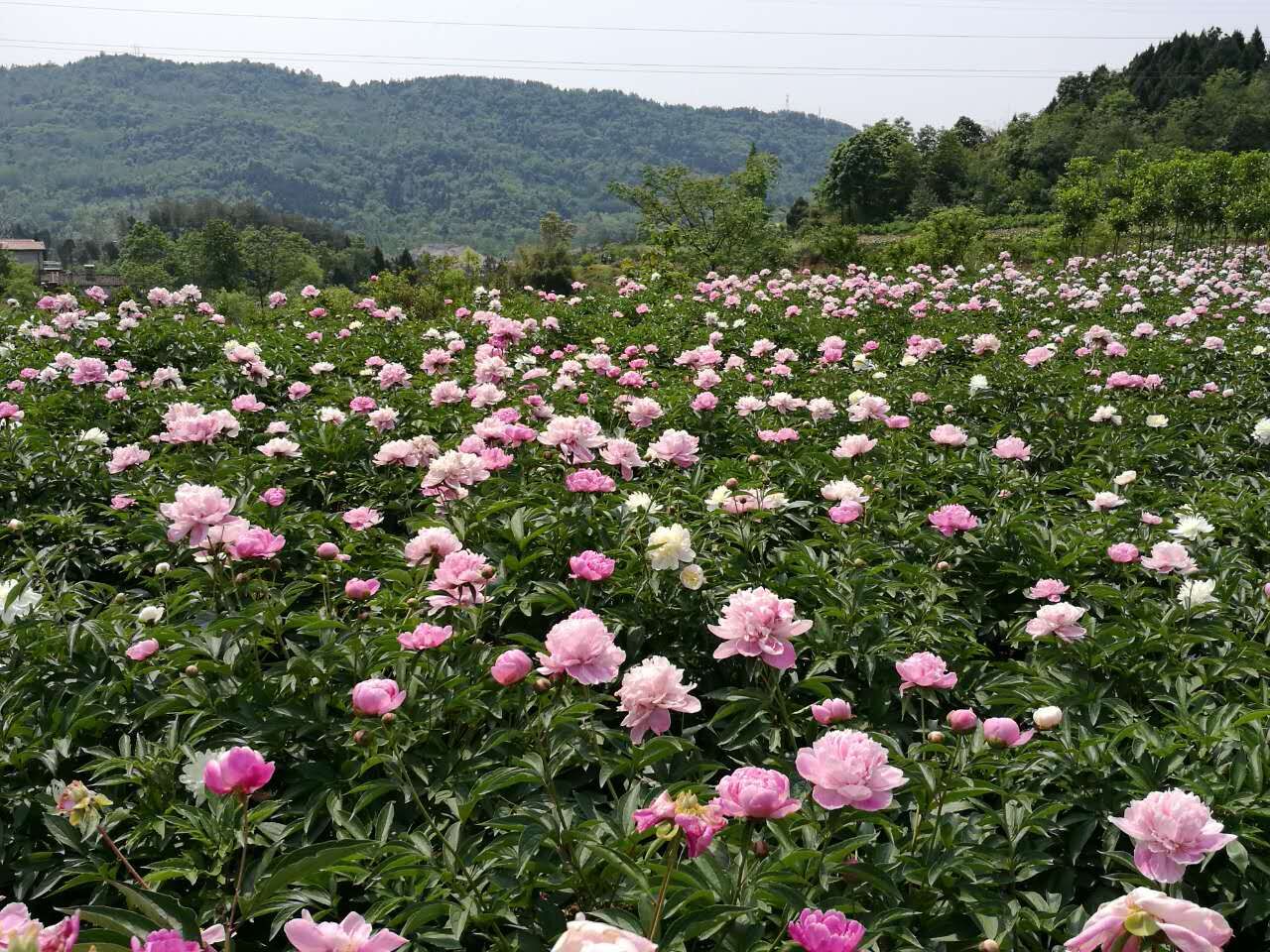 江油看花的景点推荐图片