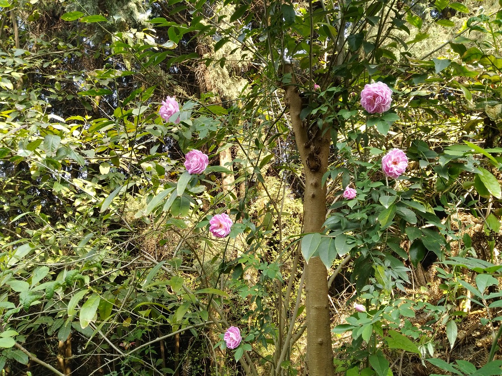 IMG_20180404_095826.jpg