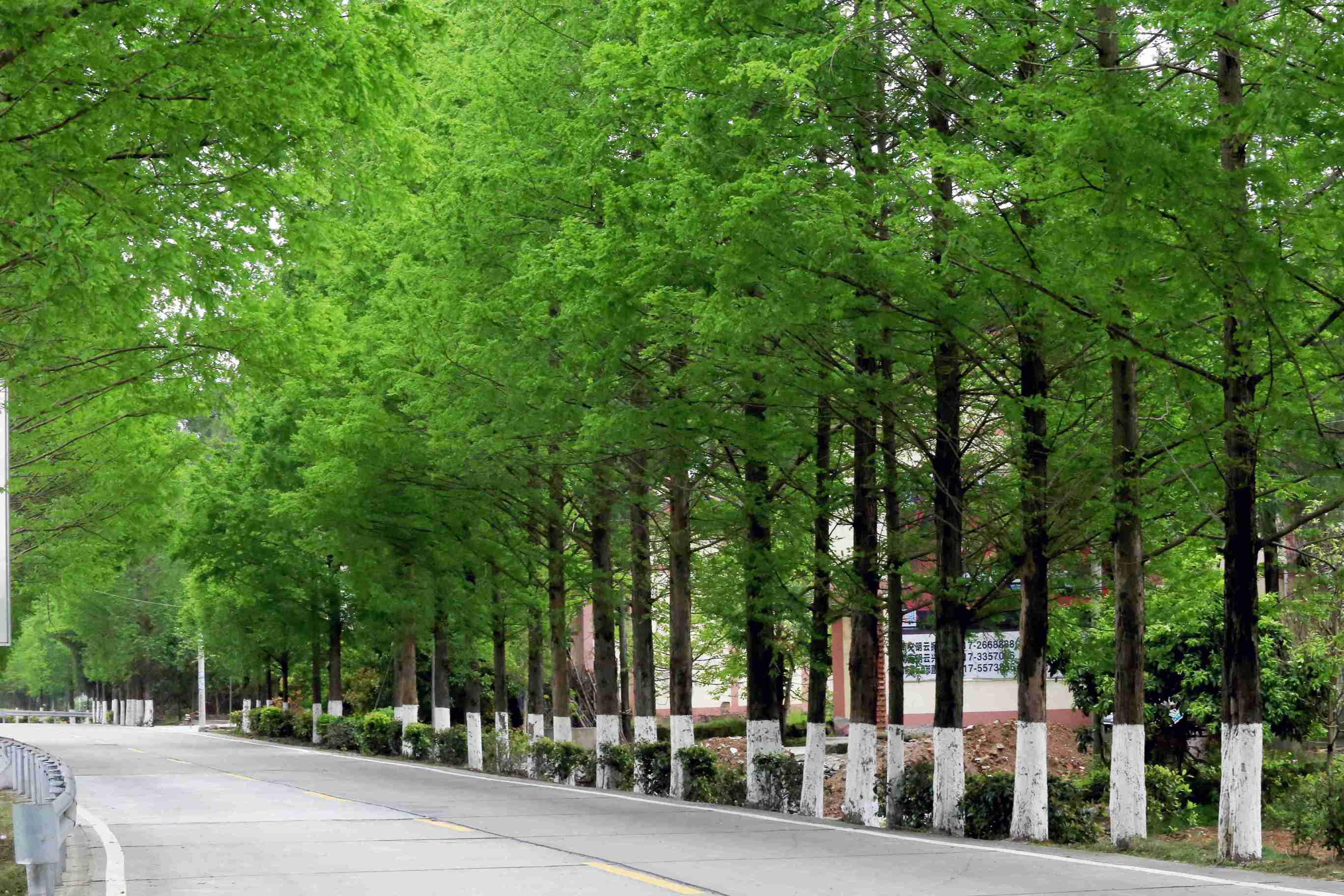 春天水杉树 醉美大升路