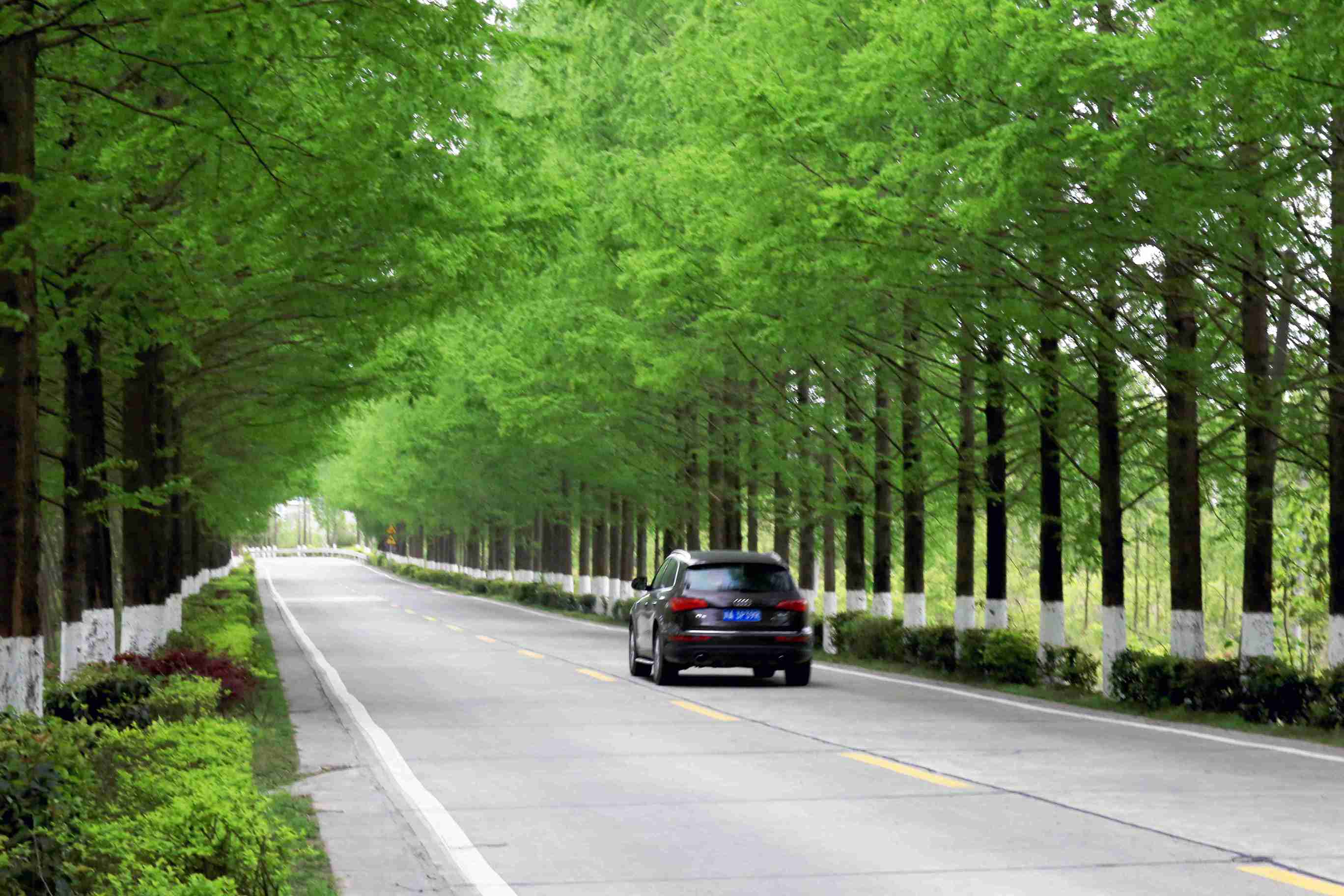 春天水杉树 醉美大升路