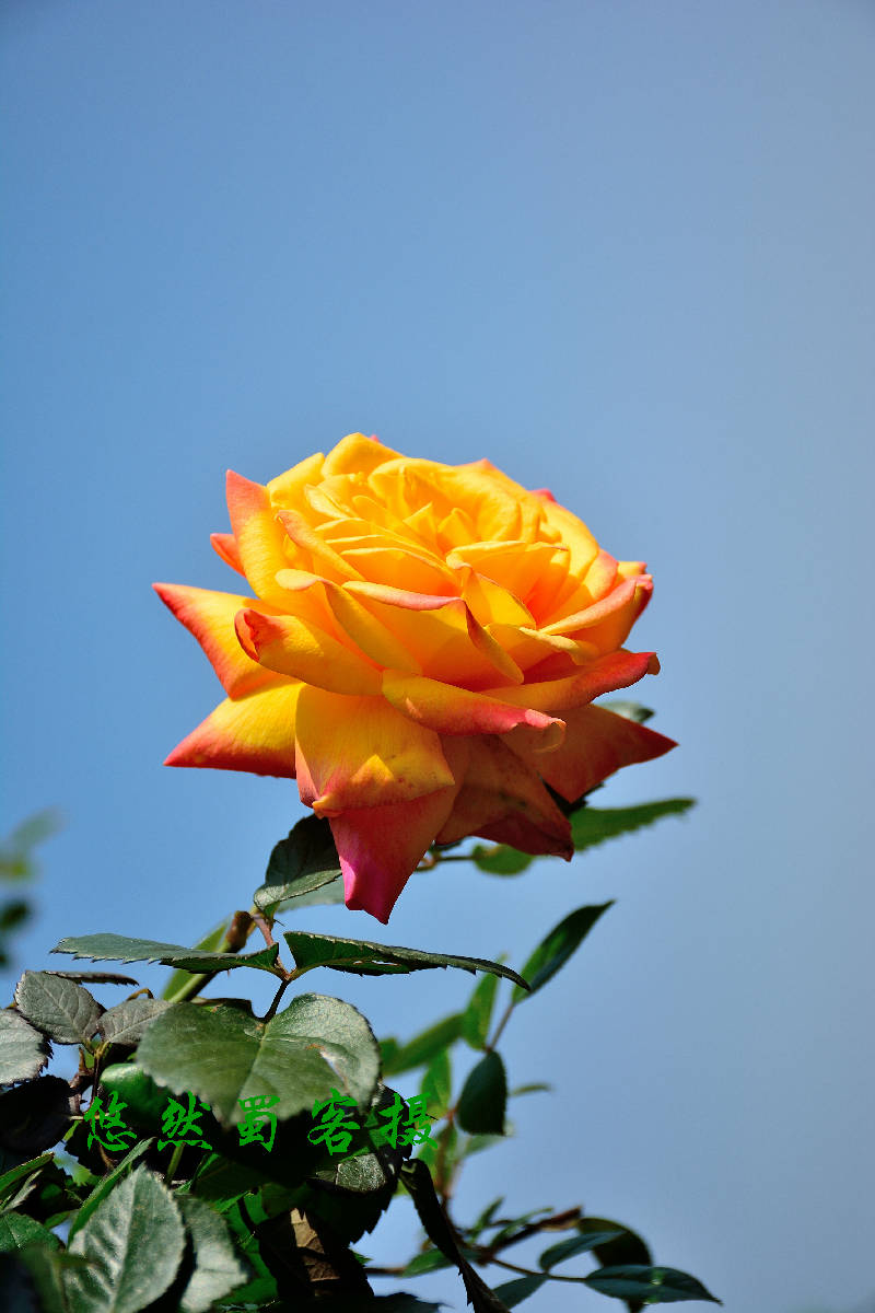 DSC_8373.JPG