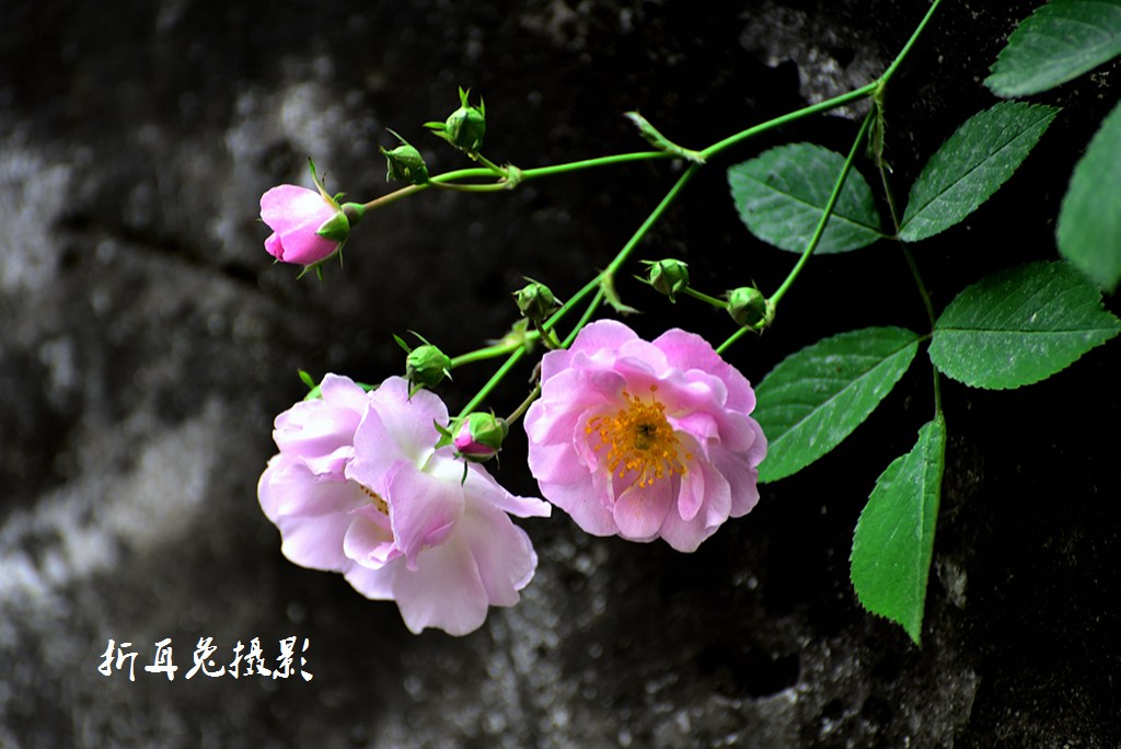 AAA_1644_00001.jpg