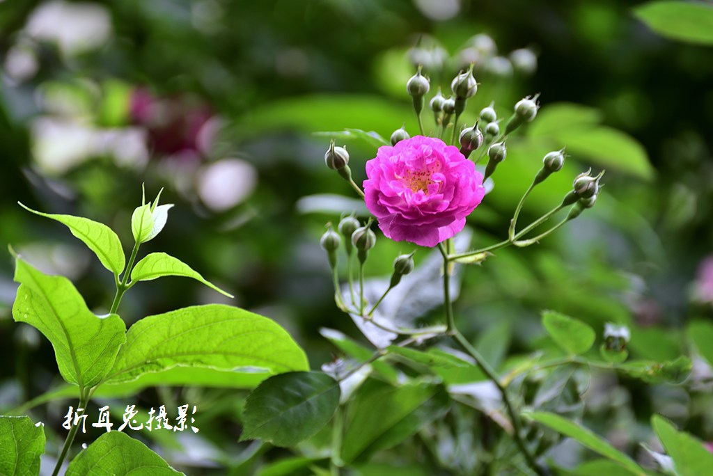 AAA_1648_00001.jpg