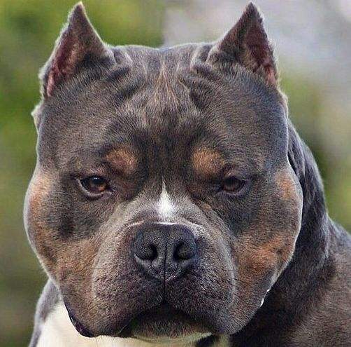 出售纯正血统的美国恶霸 可上门看狗 购买还送狗狗用品