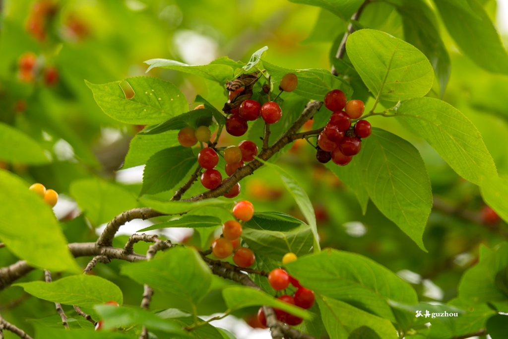 DSC_1591.jpg