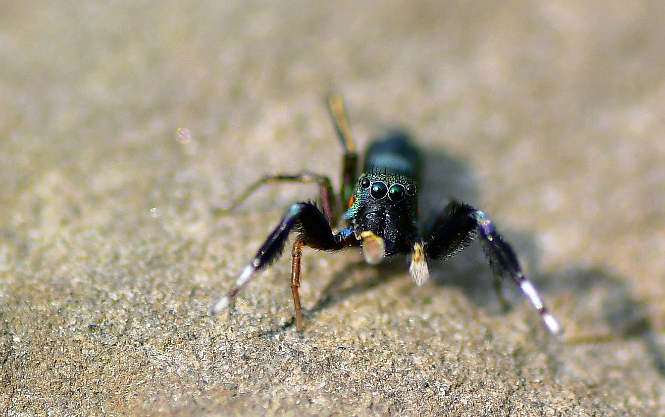 DSC_0052.JPG