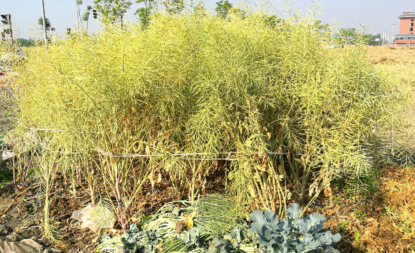 IMG_20180416_091046_看图�