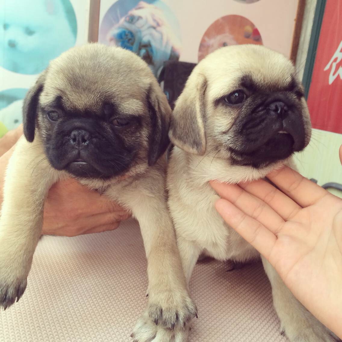 长期繁殖纯萌萌哒巴哥犬 各类纯种名犬 包养活签协议