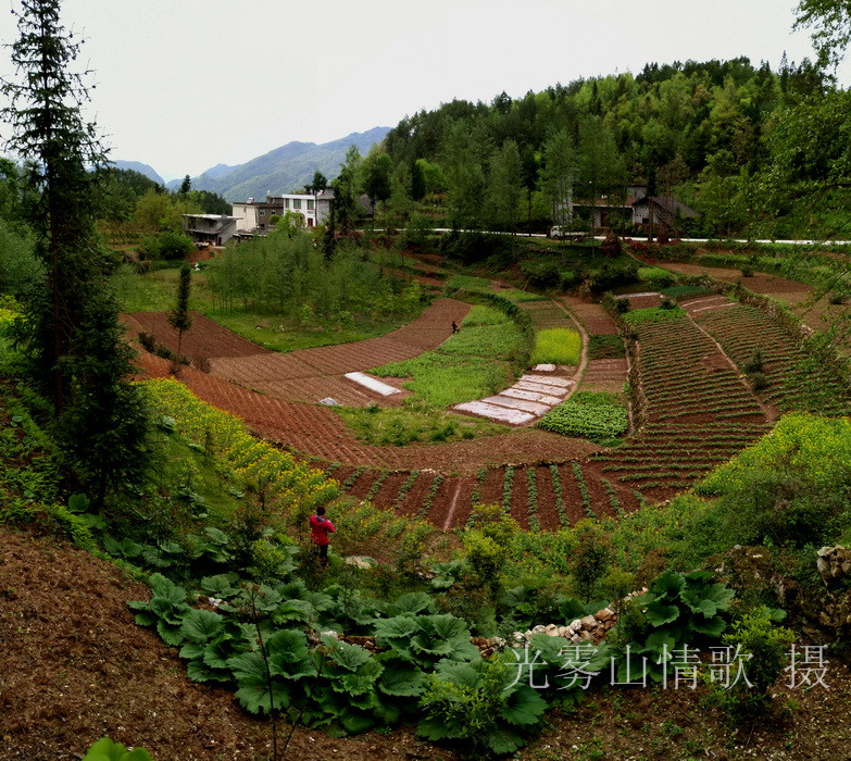 二进春光明媚的西清三河村 光雾山情歌摄_34.jpg