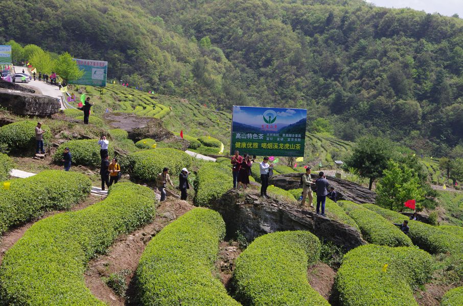 烟溪龙虎山茶