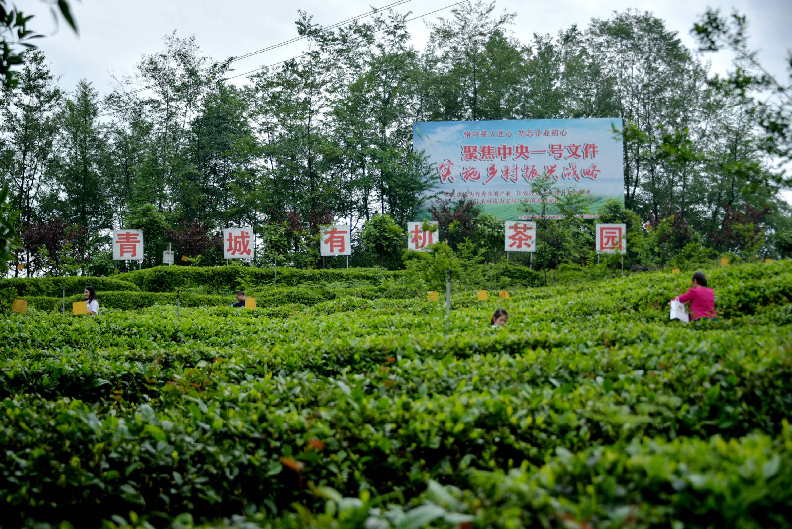 DSC_9670.JPG