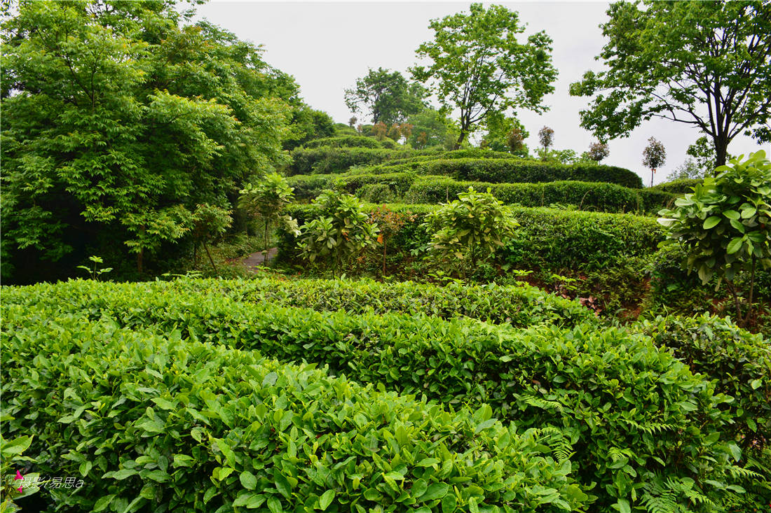 青城采茶