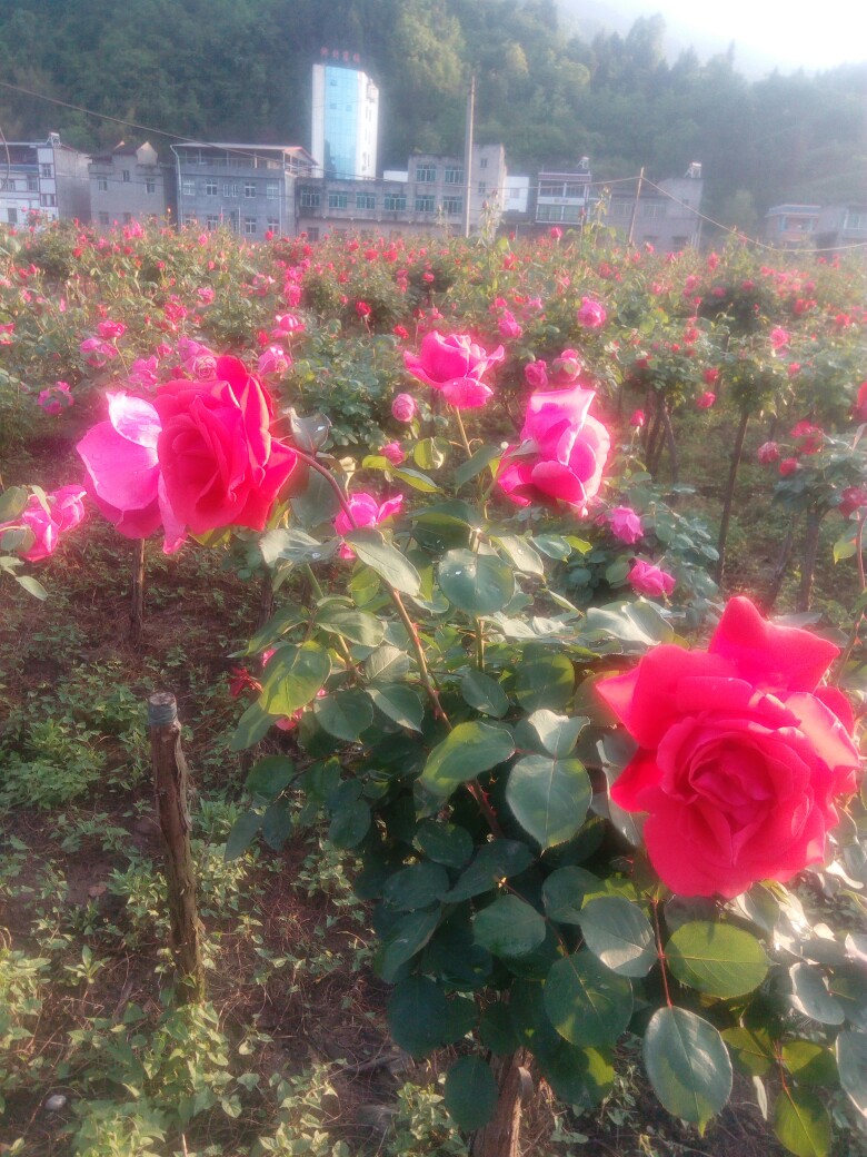 IMG_20180420_183450.jpg