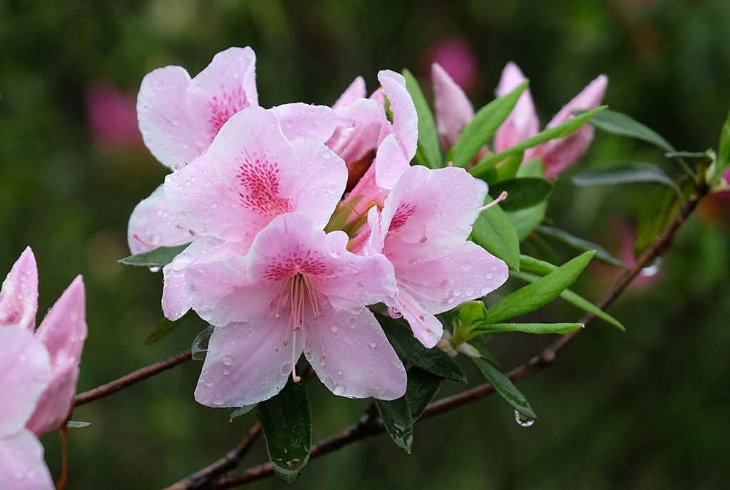 带雨水的杜鹃花图片图片