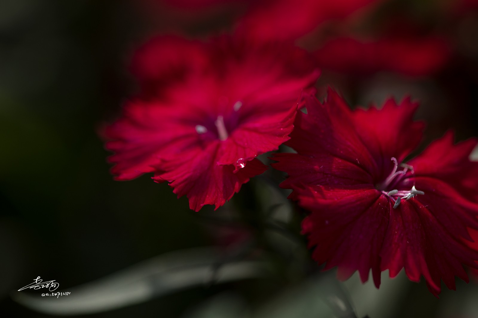 2T2A5534.jpg