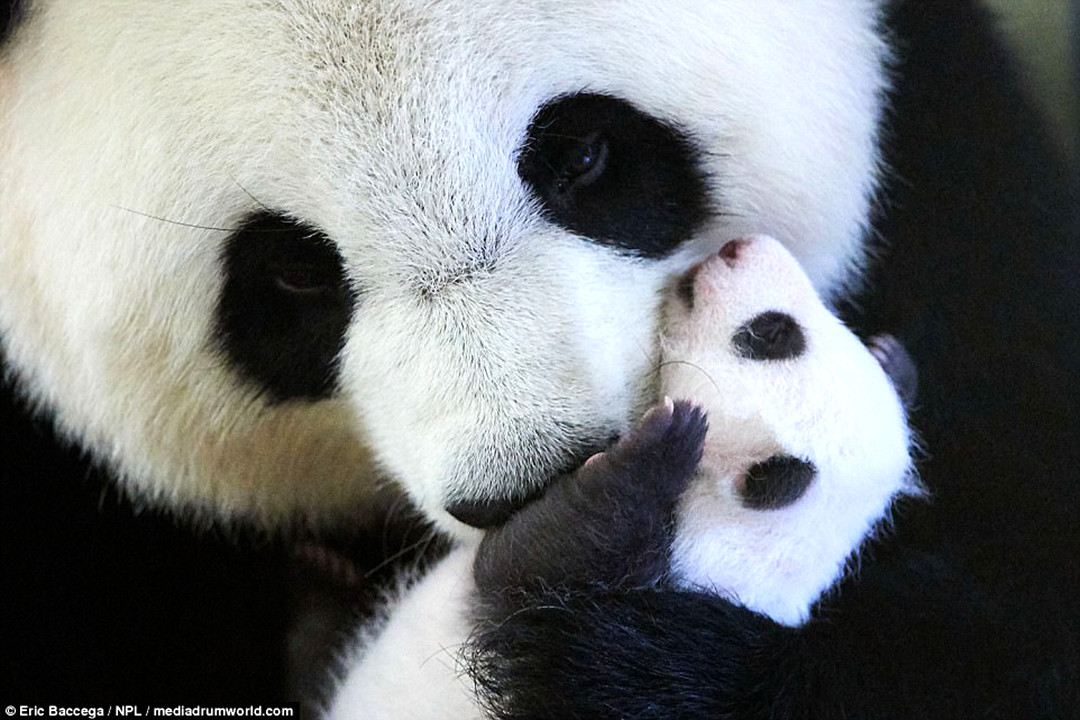 熊猫妈妈拥抱着熊猫宝宝 极其可爱