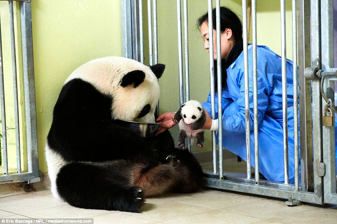 熊猫妈妈拥抱着熊猫宝宝 极其可爱-熊猫论坛-麻辣社区